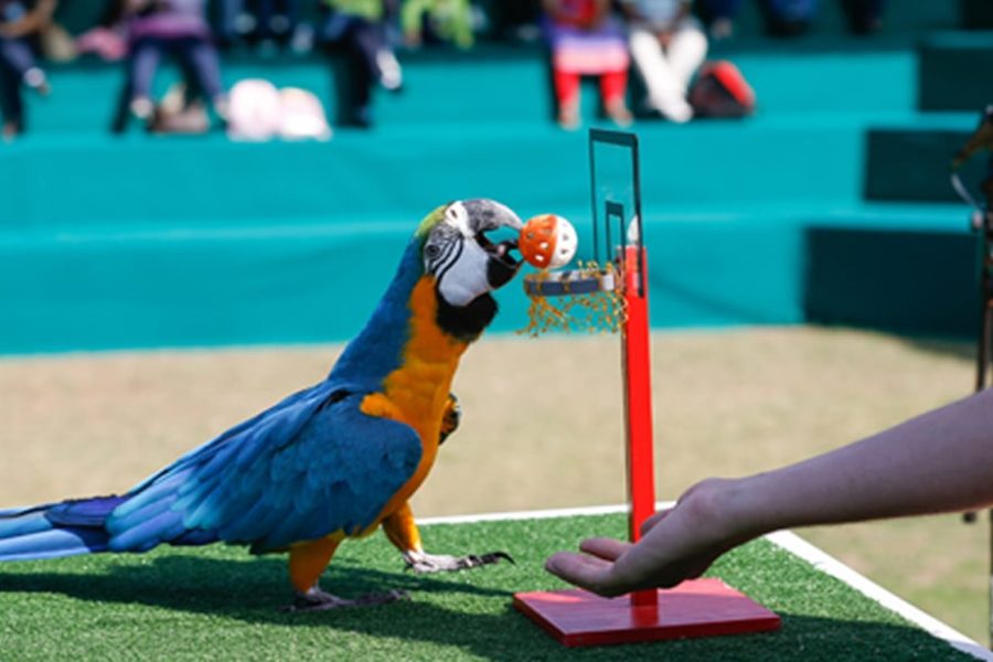 Dolphinarium Bird Show Tour – Private Transfer