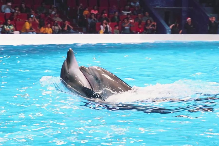 Dolphinarium Dolphin Show Tour – Private Transfer VIP