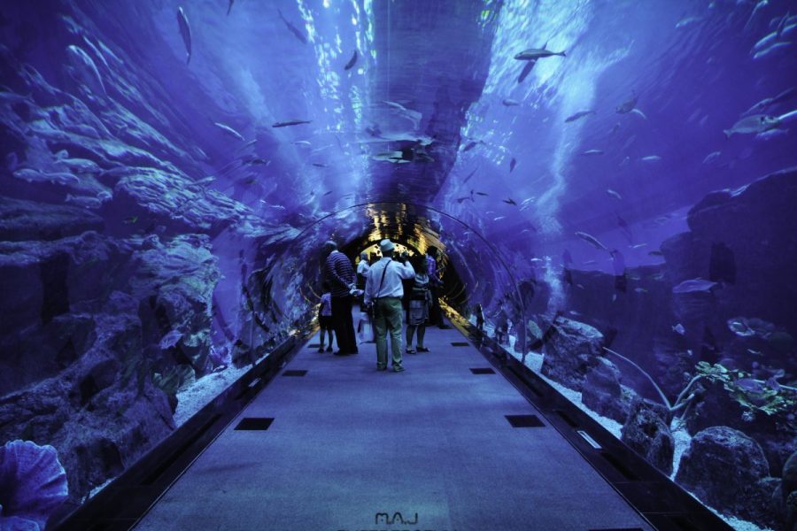 Dubai Aquarium Underwater Zoo Tour – Private Transfers Regular Pass